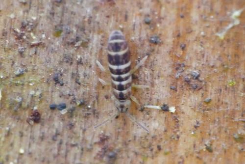 Réf. 222 990 : Isotomurus pseudopalustris